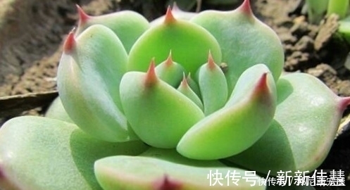 姬星|新手养肉难?这些好看又好养的多肉,非常适合新手!你都养过吗?