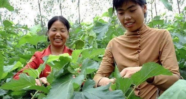 此叶摘几片用来煮鸡蛋汤,营养美味更好喝,还可保护视力降血压