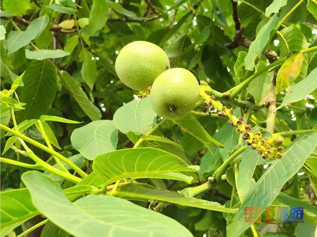 采摘|在北京浪漫开直升机摘樱桃，田园花海中无限畅吃，这才是夏日的味道