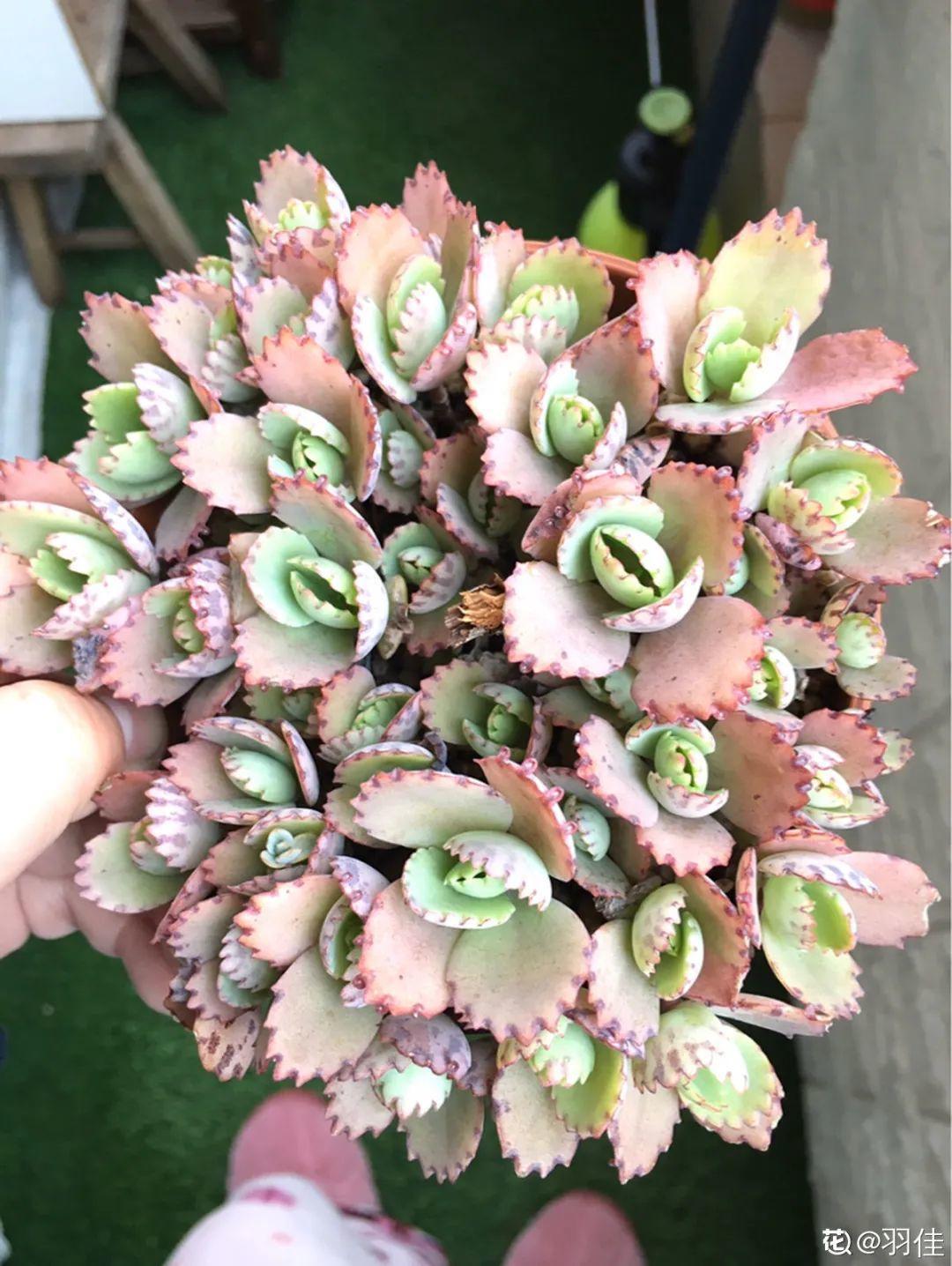 折腾不死的25种花,咋养都爆盆,家里必须养!