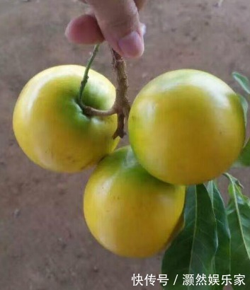 黄晶果|女性不想子宫早衰,晚上当零食吃几个,保养卵巢,更显年轻