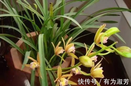 养花不懂换盆？永远等不到植物开花，养一盆黄一盆！