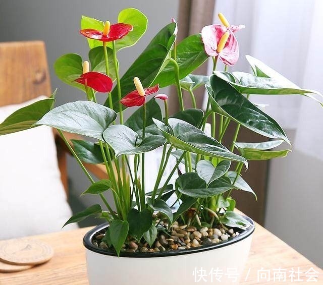 观赏性|4种花摆放在家中,不仅能净化空气,最重要的是能旺财