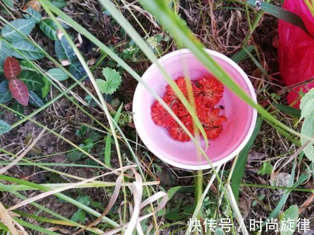 垂钓|这东西常被用来喂猪,却是钓草鱼的“神饵”,在某些水域有奇效