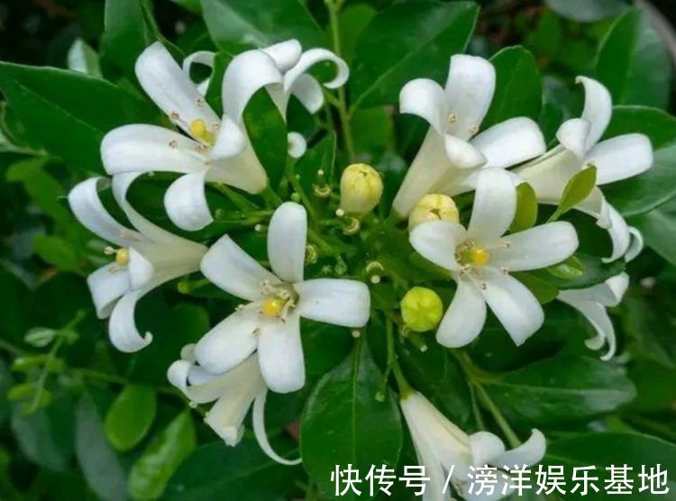 光照|4种花好养易活，旺财又养人，家里养一盆，招财又纳福！