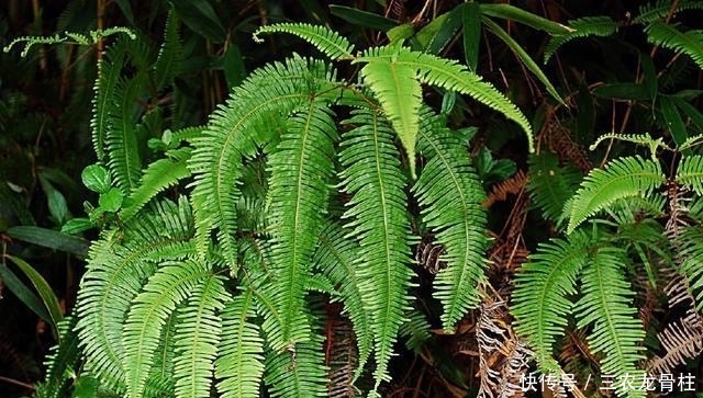 此植物叫芒萁,以前是烧火的好材料,现在被遗忘,越来越少见了