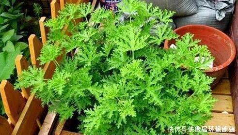 阳台上|这四种花草,随便摆一盆在家,蚊子不见了,驱蚊好养又漂亮
