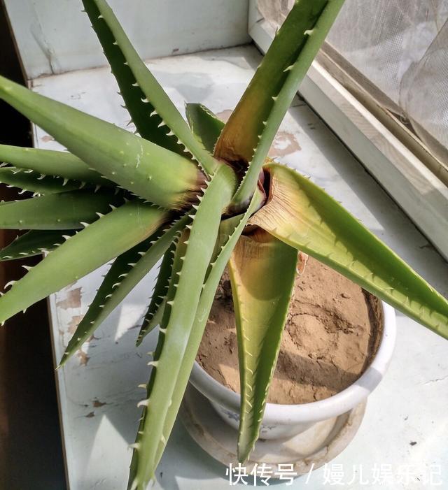 奶奶养芦荟10年,长成精了,老桩就像“胳膊粗”,小苗一大推