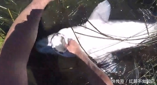 钓到大鱼，鱼挣扎时钻进水草里卡住了，扒开水草就得到，真羡慕