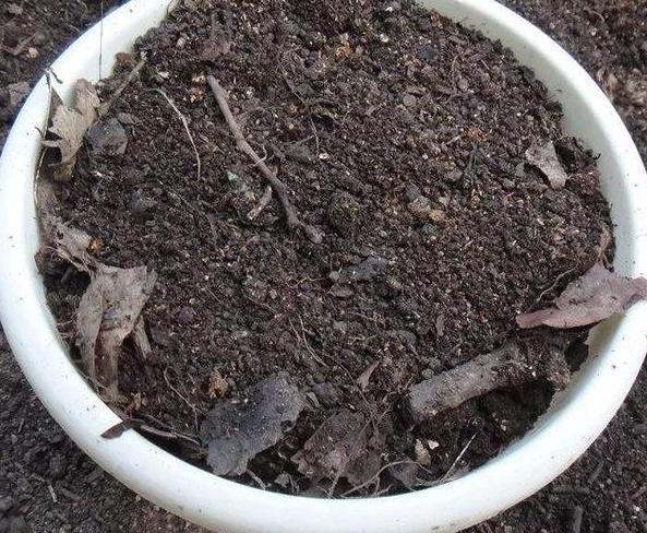 城市人养花，如何解决施肥难题3种方法，教你不花钱就养好花