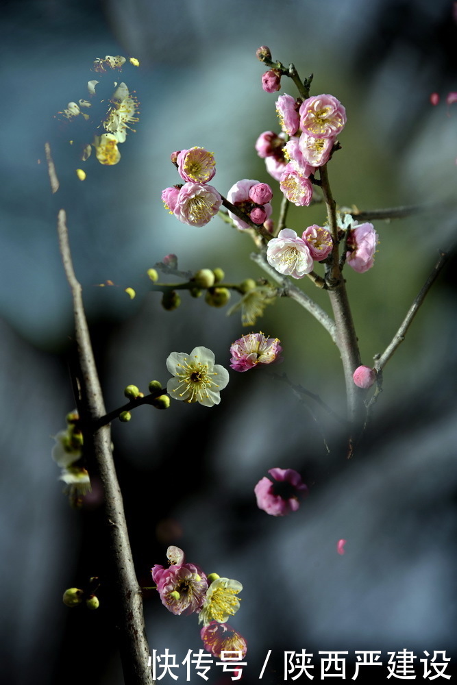 中年|新虹桥花园随记【严建设】