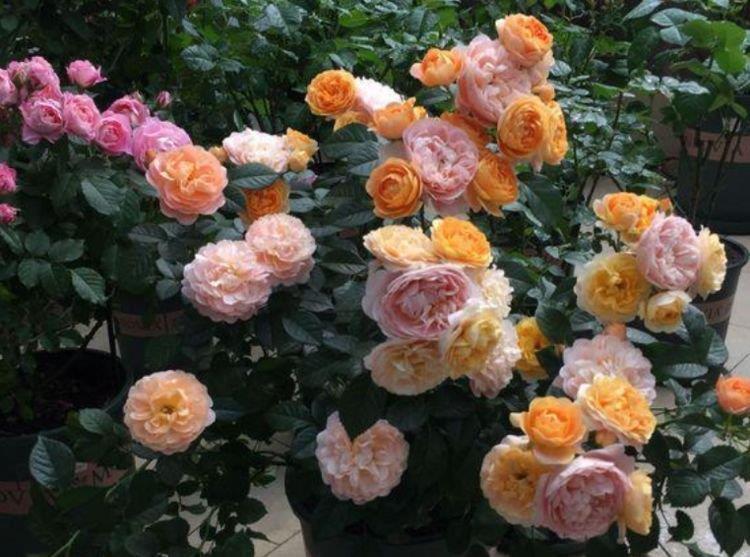 阳台养花就选4种,好养又漂亮,直接变成“百花园”,高雅艳丽