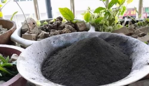 养花防治蚧壳虫，不用药该怎么办？这样干，轻松“断根”