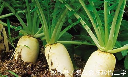 萝卜|「居家1号饭」糖尿病人常吃萝卜健康又长寿，还有助于平稳血糖