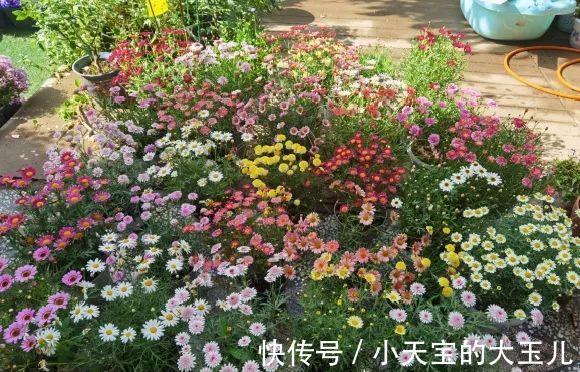 记录一下我养过的花,1000多盆都有啥