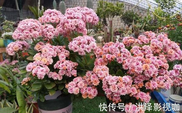 肉质性|养君子兰、长寿花、蟹爪兰,不开花怎么办别怕,学它就对了