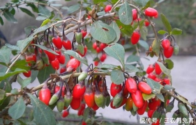 野枸杞|山坡上不起眼的“野果子”,挖一棵带回家,价值翻倍,挂满红果子
