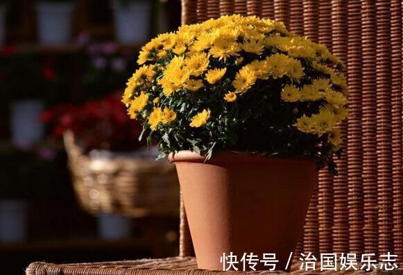 浇水量|菊花叶子发焉无精打采教你“4法”，花开爆盆，遮阴控肥是关键