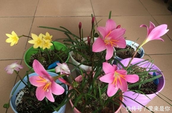 阳台|没有比这更好养的花了,繁殖速度超级快,养了一年,阳台装不下!