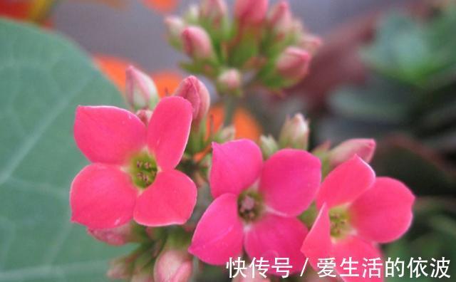 芦荟|家里有四种花,不能送人,送人容易赔钱