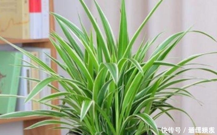 4种旺运花,吉祥添富贵,家里财运亨通,人见人爱!