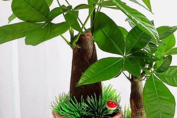天气暖和了，你家的发财树该剃头了吧，一定要做好三件事