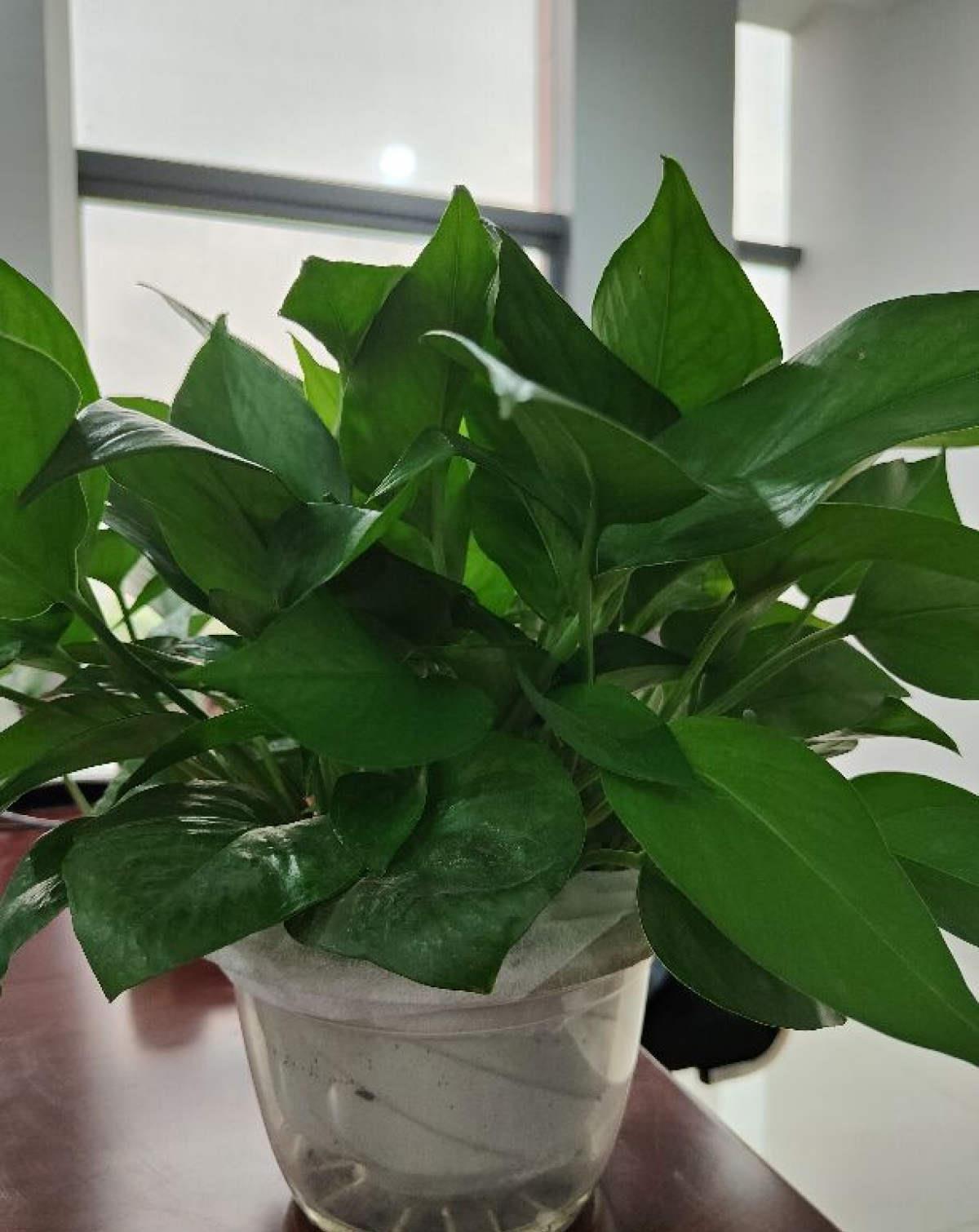 5种花都说不吉利,我却养了一大盆,每年开花都美翻了