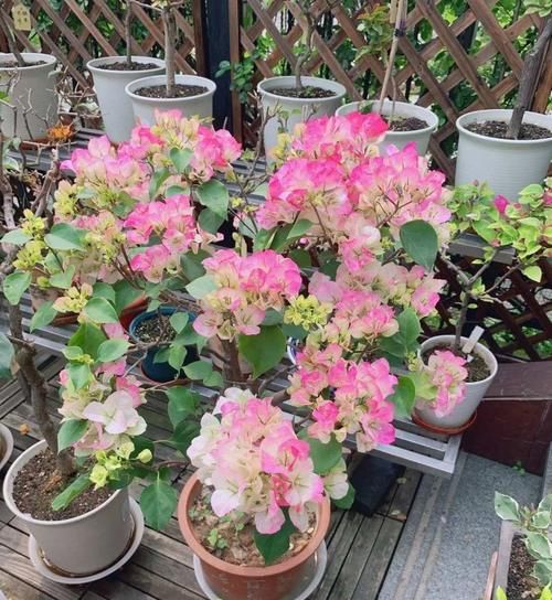 养三角梅，掌握养护四部曲，开花成球，持续爆盆！