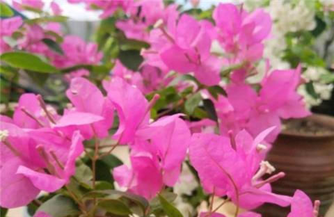 三角梅不开花,夏天“虐一虐”,花芽直冒,盆盆开满花