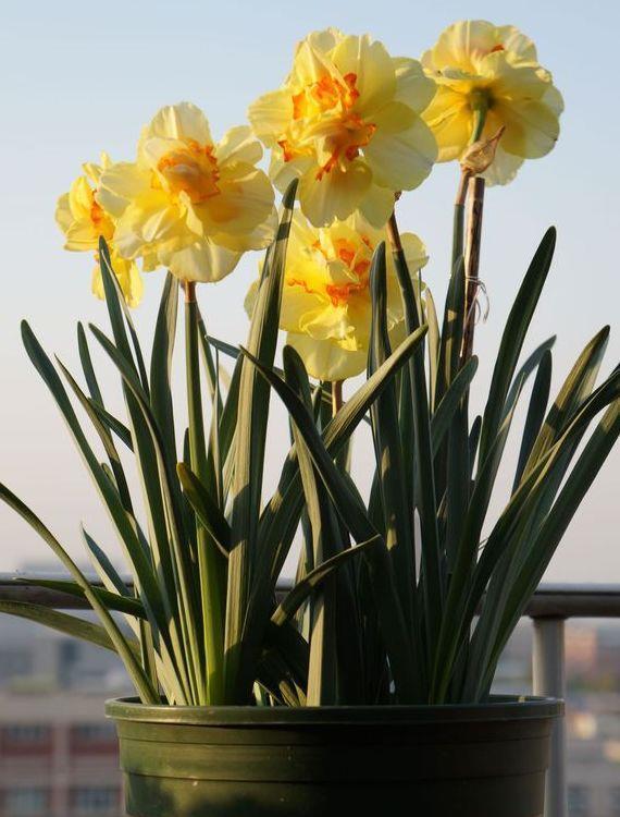 零下10度冻不死的花,不用搬进屋,冬天狂开花!