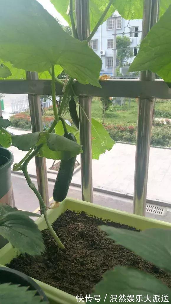 3种“水果”蔬菜，阳台就能种，青脆爽口，老人小孩都爱吃！