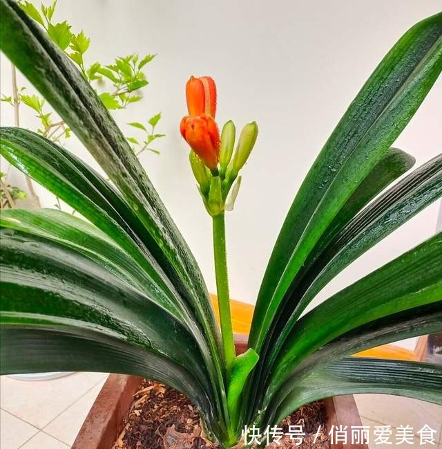 叶芯|君子兰一直长不好,跟“换盆”有关系,很多人都做错了