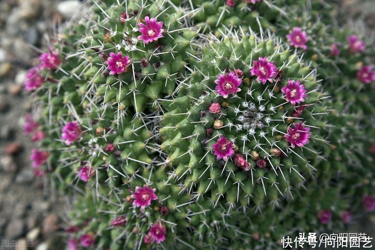 老家院子的仙人球，1年没浇水，活得好好的，花盆都长满了
