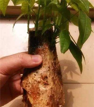 横切面|发财树烂根了怎么办?用小方法来试试,半月就生根