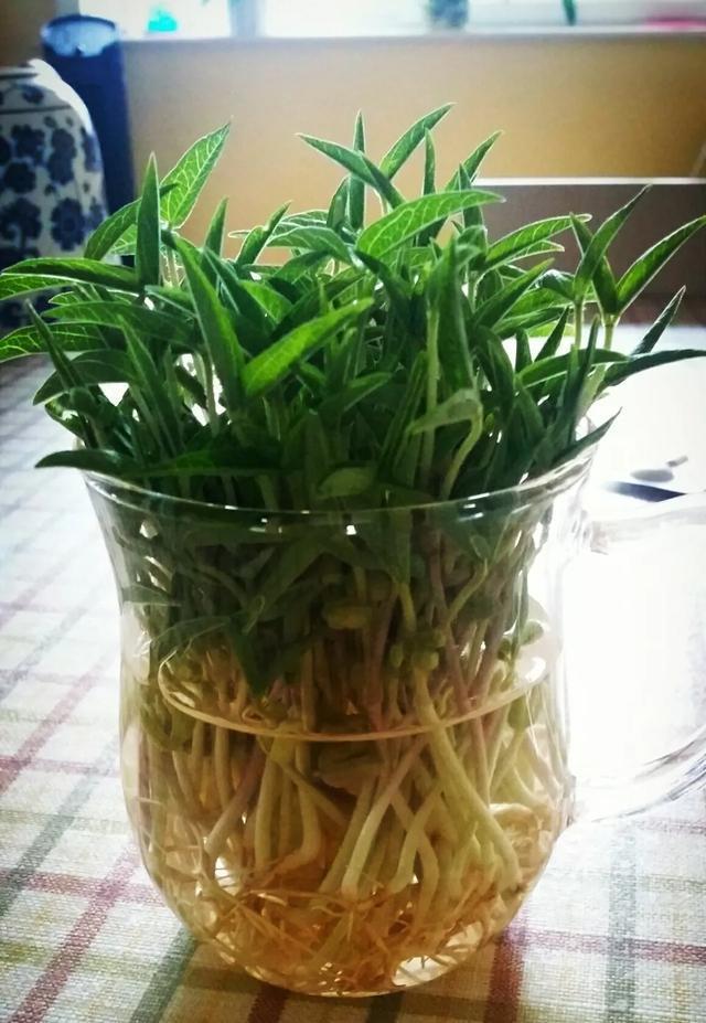 丢一把种子到水里，7天冒出小森林，越热越长个！绿植盆栽不用买