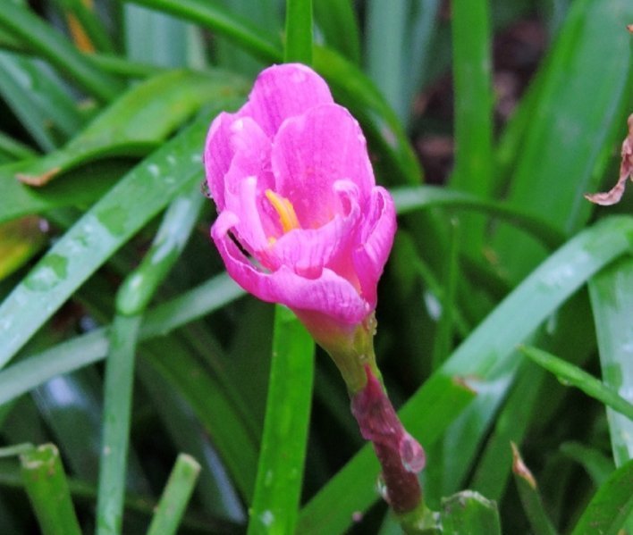 这4种花天生就是“穷命”，住不了大花盆，喝不了太多水，很好养