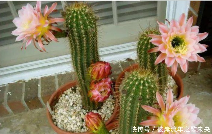 花开时节|“1种花”开花特漂亮,却从来不长叶子,漂亮又好养,一养就上瘾