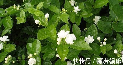修剪|养殖茉莉的正确方法,注意几点,让茉莉提高开花质量