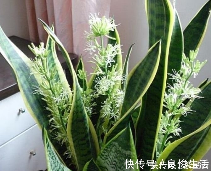 绿植界|客厅最适合养3种花,漂亮还能“旺财、旺运”,一养就上瘾