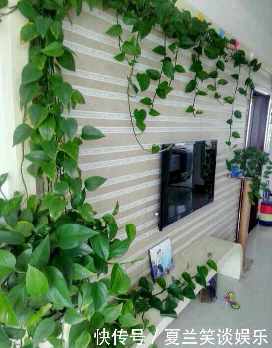 绿萝的“小阀门”，打开后就疯长！叶子油绿，7天长成一大盆