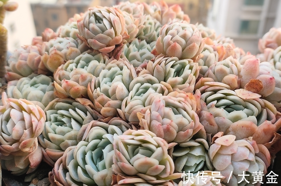 群生|网购的群生多肉散开了怎么办?不用着急,我们可以这样来解决问题