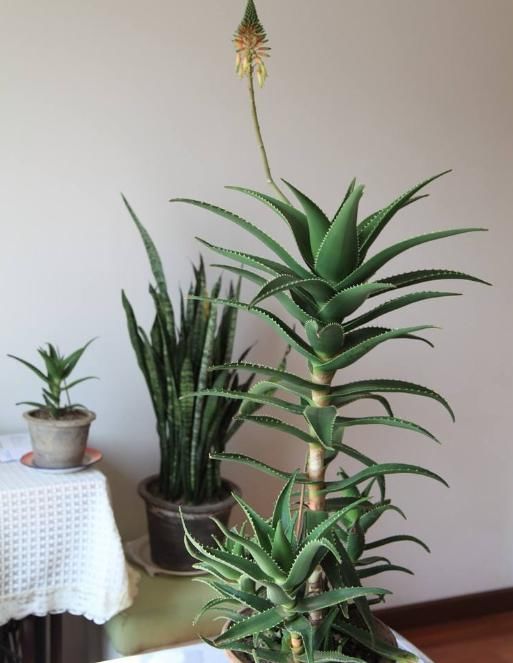 养芦荟,用上这“5招”,一棵变群生,还能开花