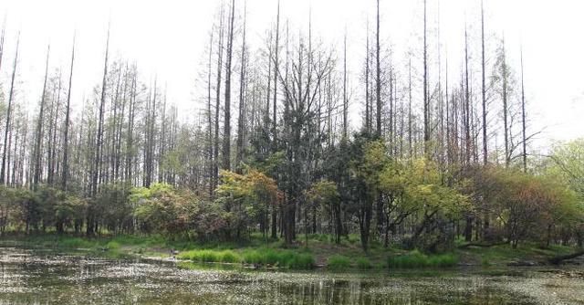 草地|上海闹市中有处森林公园，既有丘陵湖泊草地，也有小桥流水景观