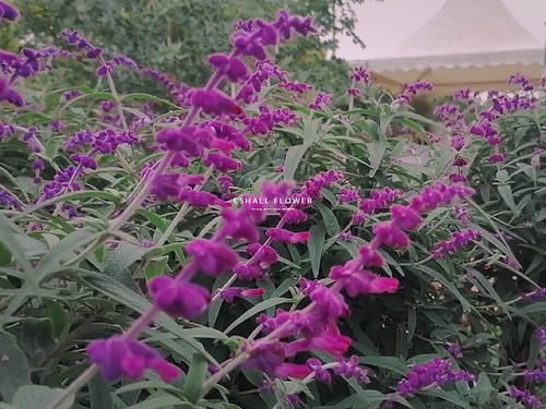 感觉|落入温柔乡丨一眼万年的蓝紫色鼠尾草,是心动的感觉!