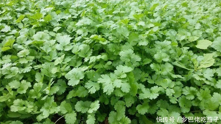 种香菜种子这么处理？用上这3招发芽快 苗旺还长得快