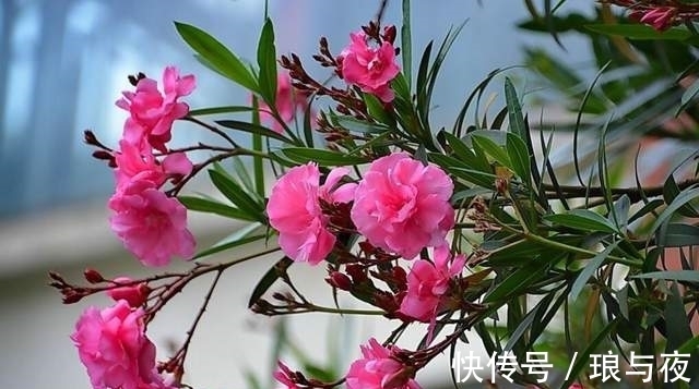 夹竹桃10片叶就可能要人命！为何还成为大城市“烂大街”的植物？