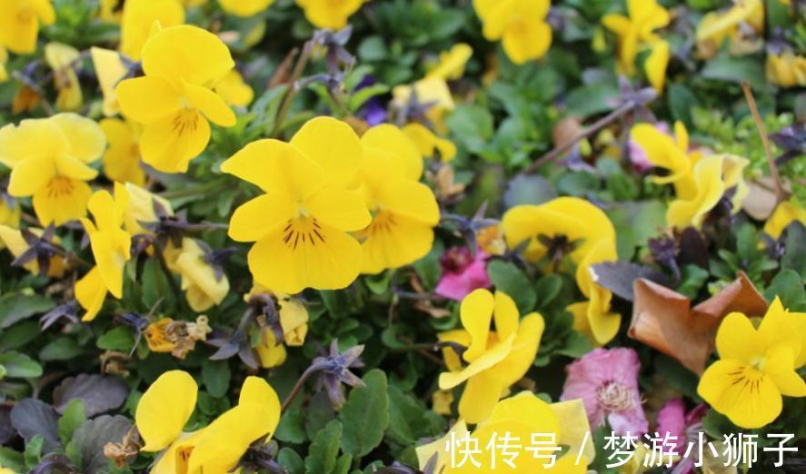 阳台上|六种简单的花,阳台不需要养太多花,室内就可以花香不断