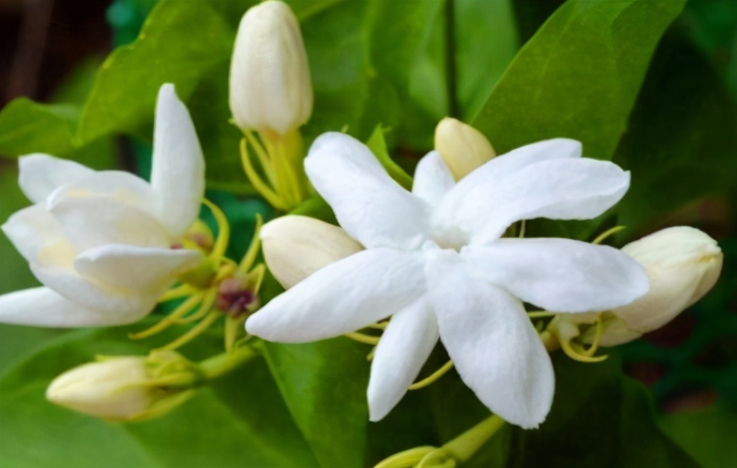 衰老|中年人可以多吃3种食物,补充营养、延缓衰老,身体棒棒哒!