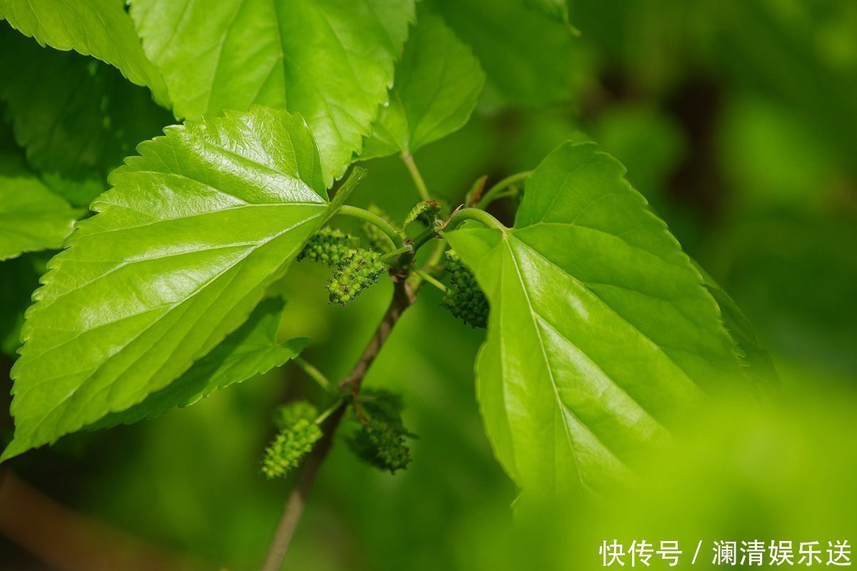 黄褐斑|你脸上有斑吗农村一种常见树叶，专治黄褐斑，效果好还不花钱！