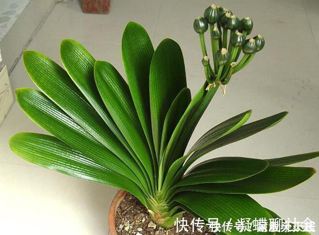 枝叶|“1种水”浇君子兰，7天冒出“大白根”，30天枝叶油绿，冒花芽